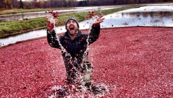 "Jeg vil hellere brænde mig selv levende": folk er chokerede over at høre, hvordan den populære bær faktisk dyrkes