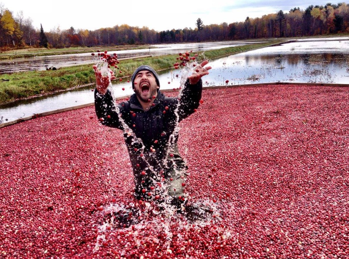 "Jeg vil hellere brænde mig selv levende": folk er chokerede over at høre, hvordan den populære bær faktisk dyrkes