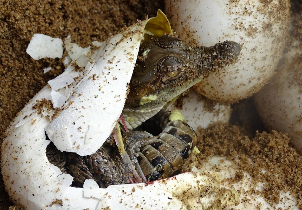 Det største dyr i Sydamerika