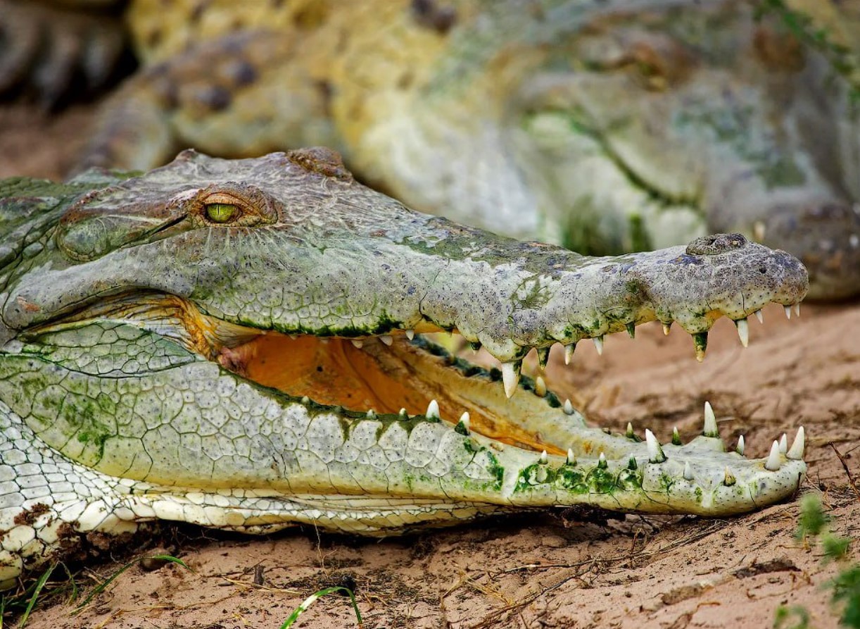 Crocodylus intermedius