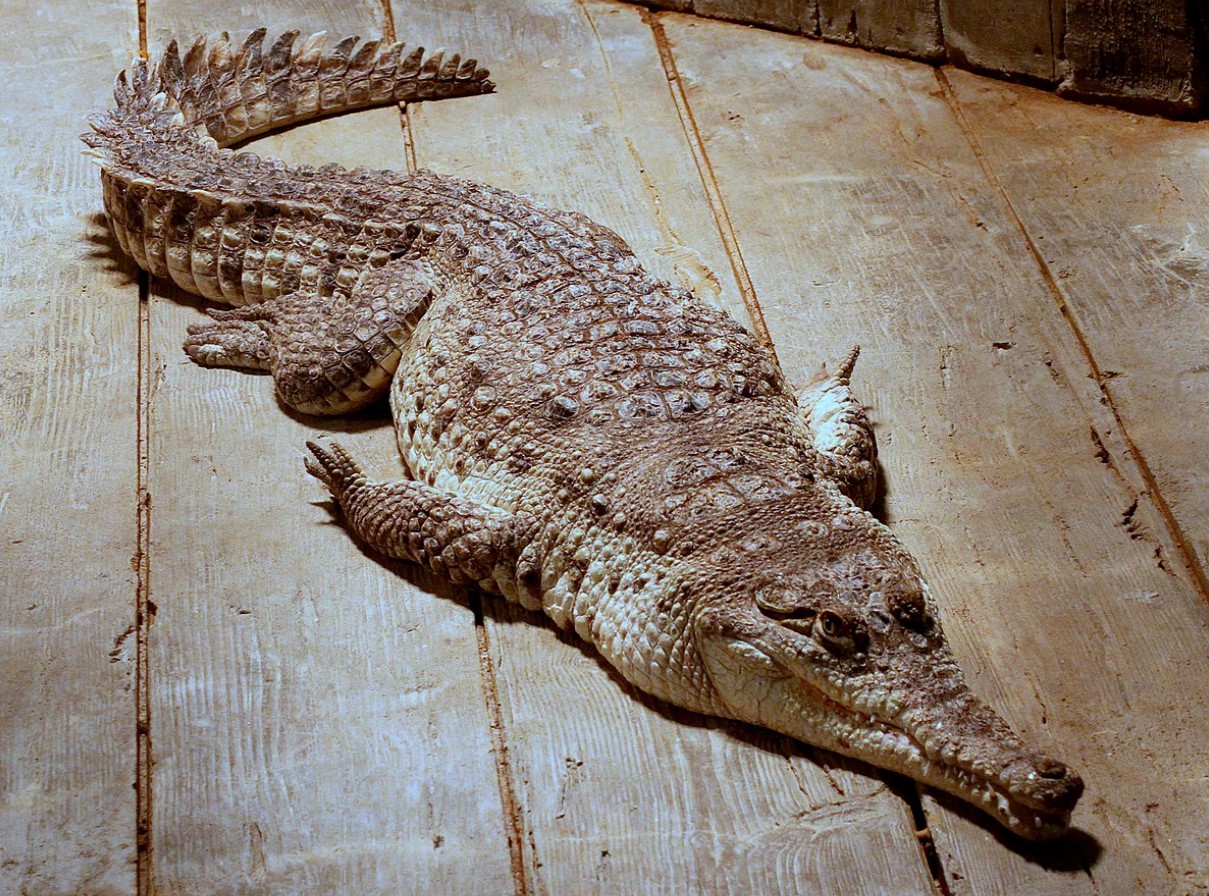 Crocodylus intermedius