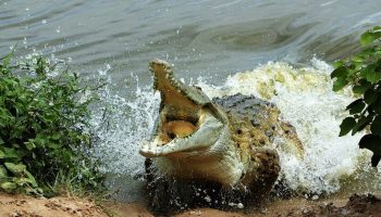 Det største dyr i Sydamerika