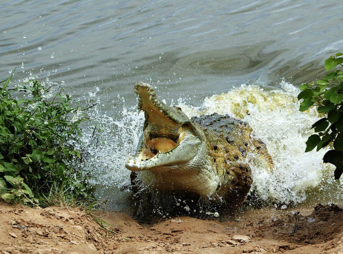 Det største dyr i Sydamerika