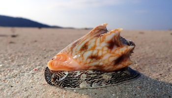 Porcelænsjægeren i tropiske laguner