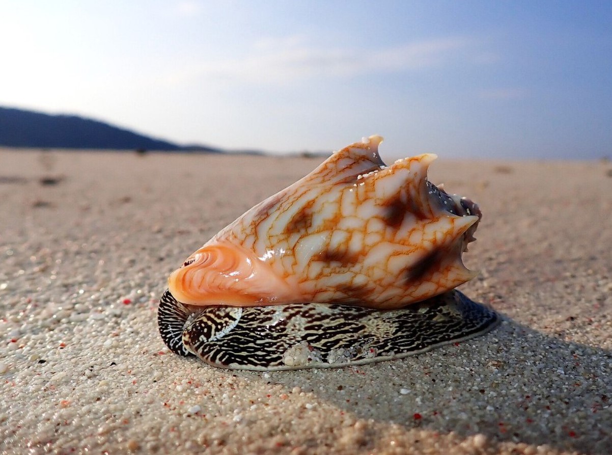 Porcelænsjægeren i tropiske laguner