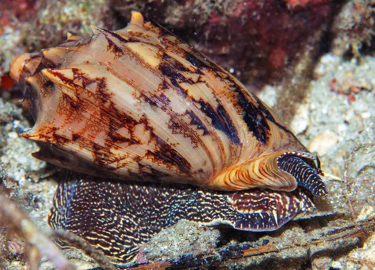 Porcelænsjægeren i tropiske laguner