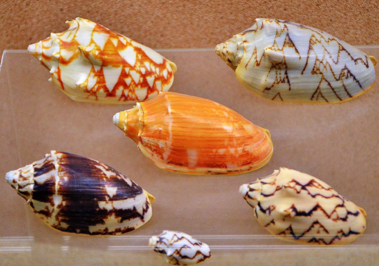 Cymbiola vespertilio