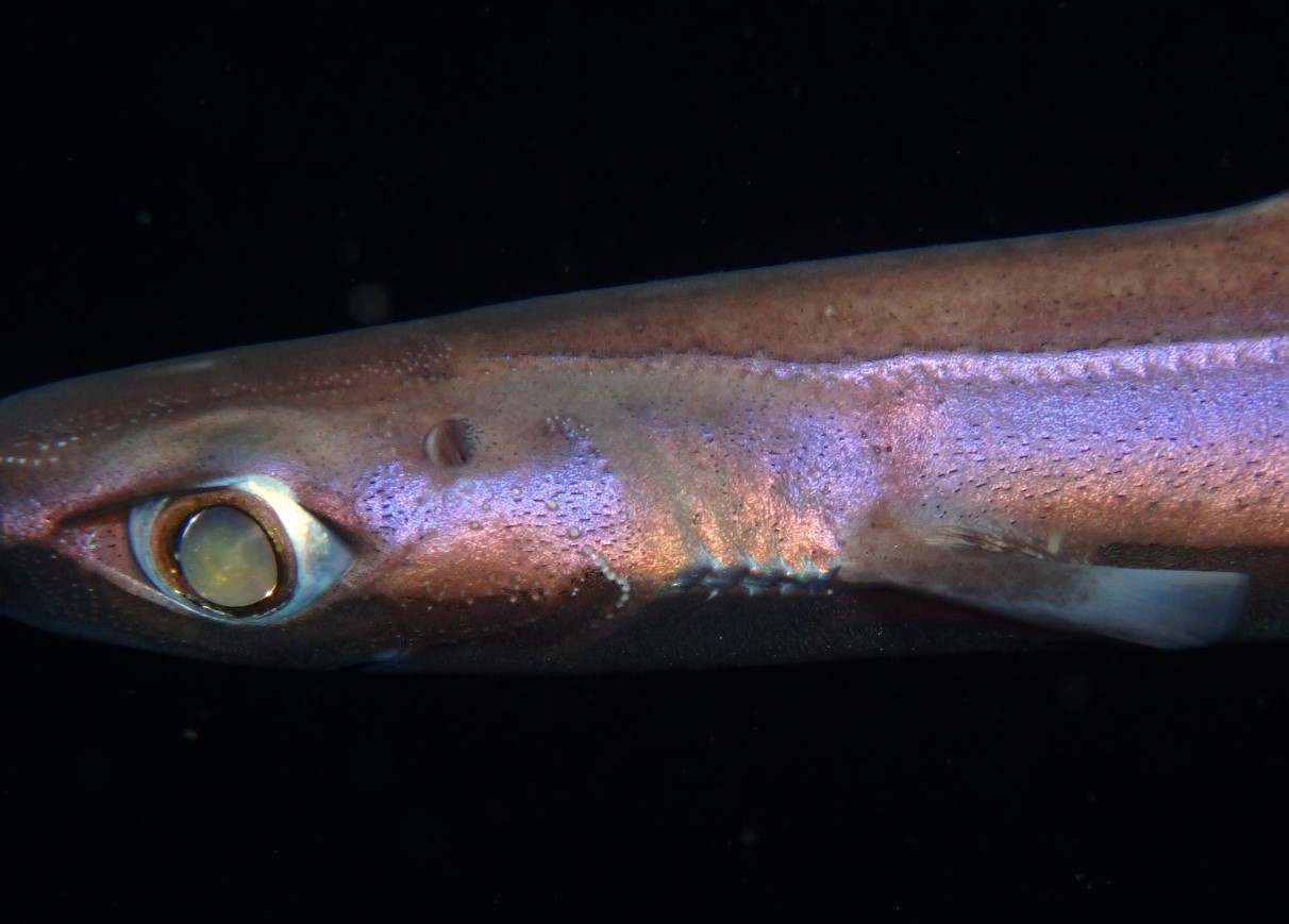 Ny art af lille lysende lanternhaj og spøgelseslignende krabbe opdaget i dybet