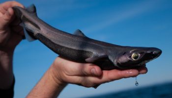 Ny art af lille lysende lanternhaj og spøgelseslignende krabbe opdaget i dybet