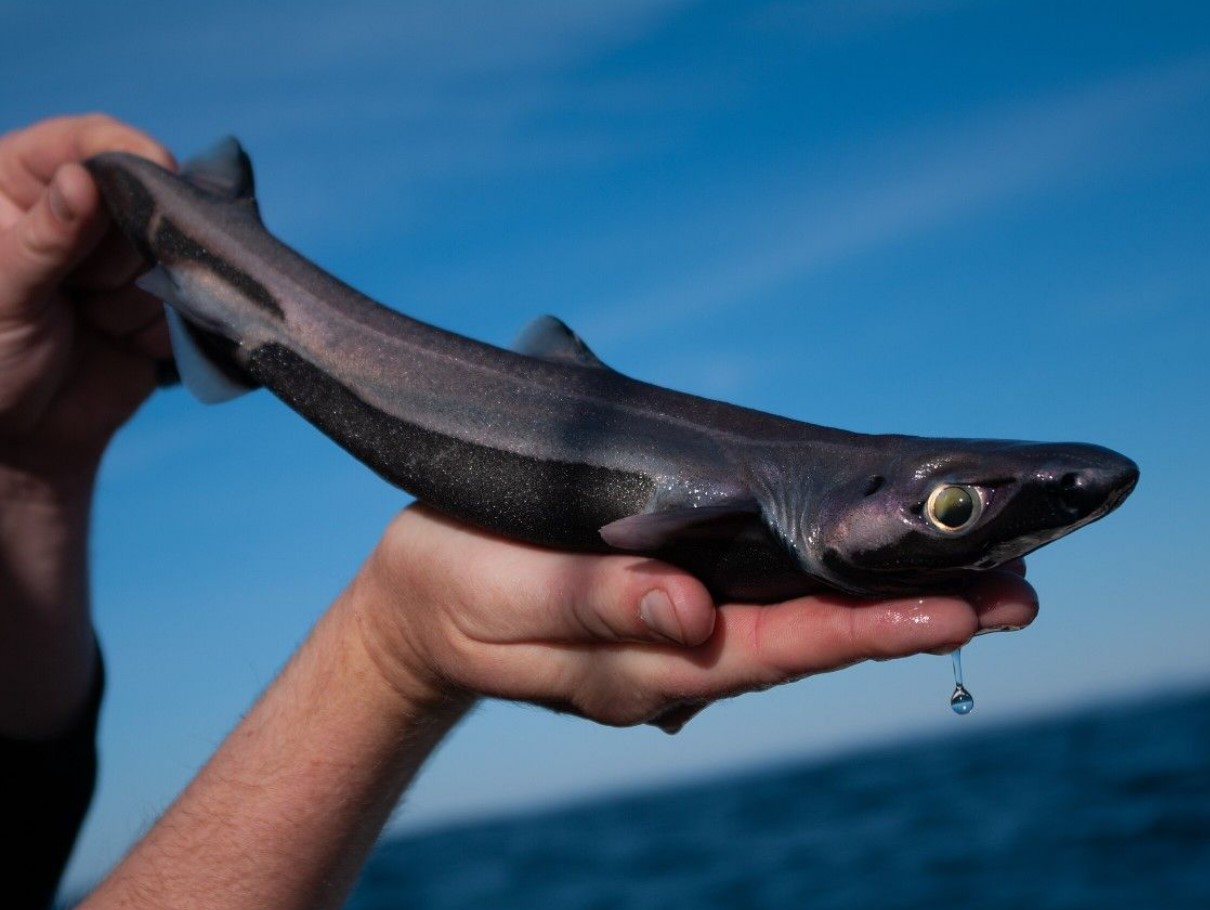 Ny art af lille lysende lanternhaj og spøgelseslignende krabbe opdaget i dybet