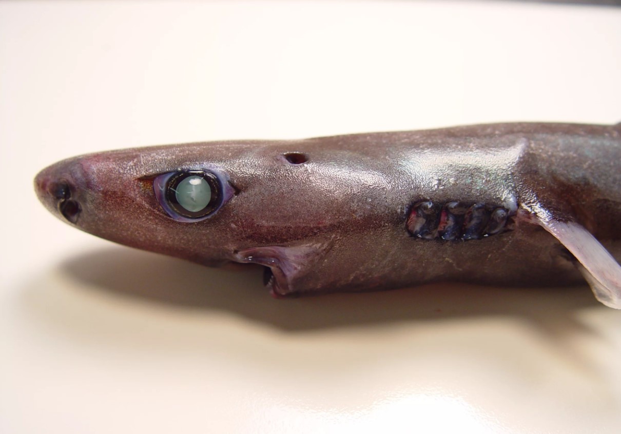 Ny art af lille lysende lanternhaj og spøgelseslignende krabbe opdaget i dybet