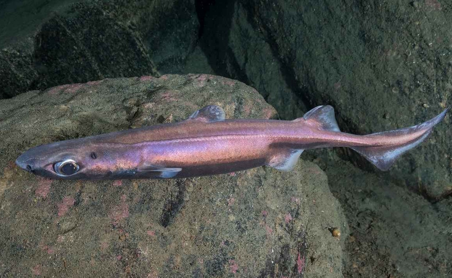 Spøgelseshajer i fare: ny forskning afslører trussel mod 30 arter