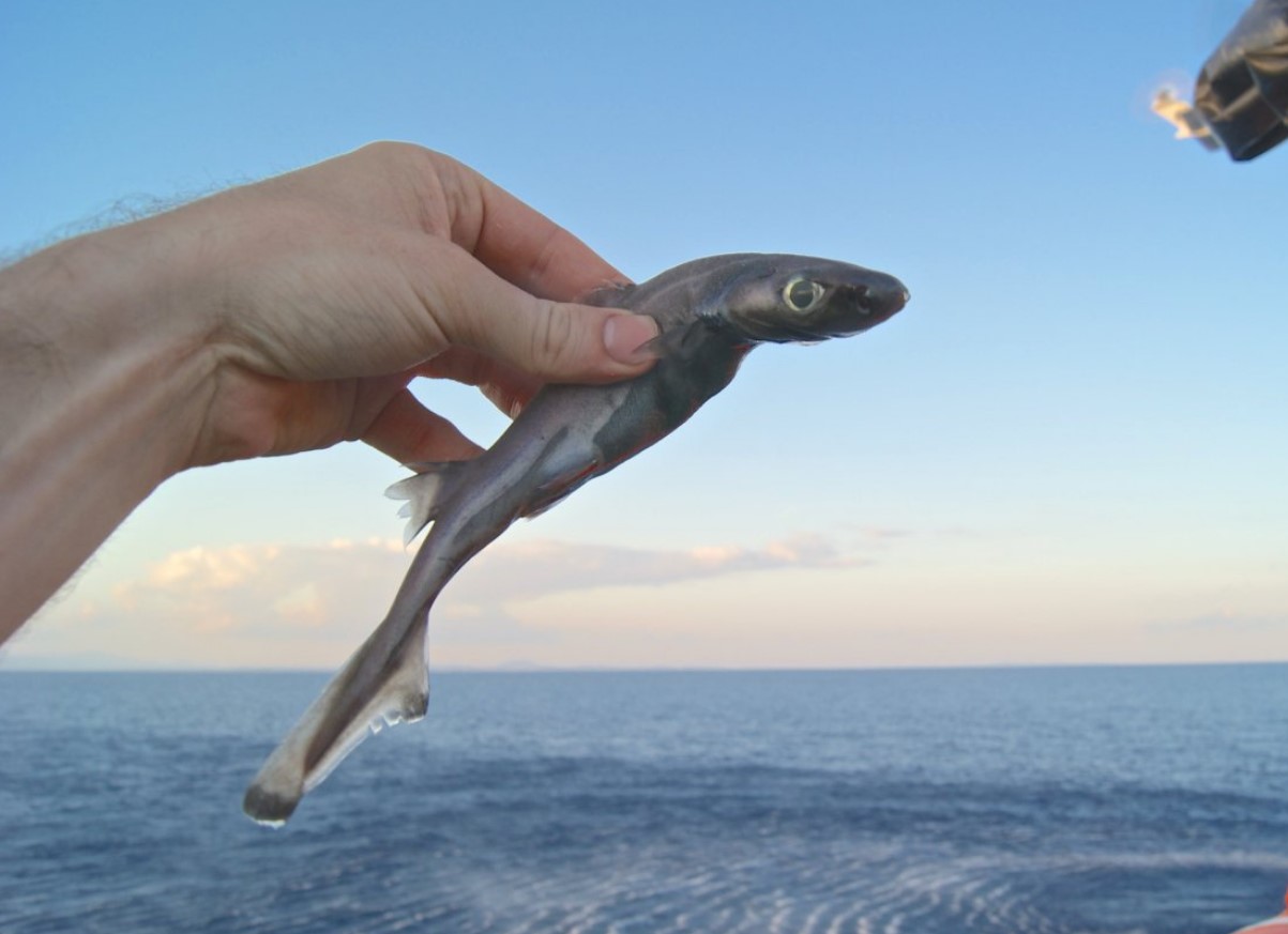 Spøgelseshajer i fare: ny forskning afslører trussel mod 30 arter