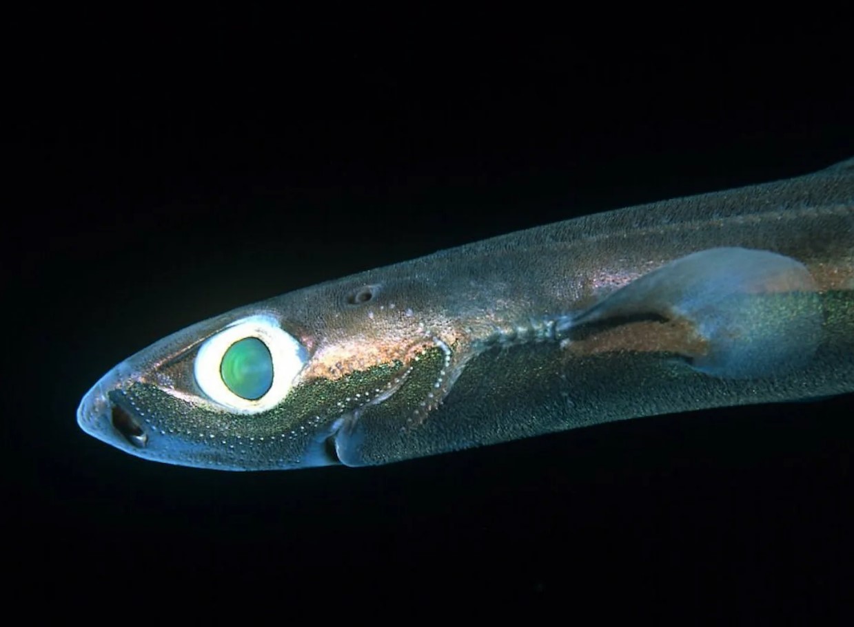 Euprotomicrus bispinatus 5