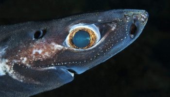 Spøgelseshajer i fare: ny forskning afslører trussel mod 30 arter