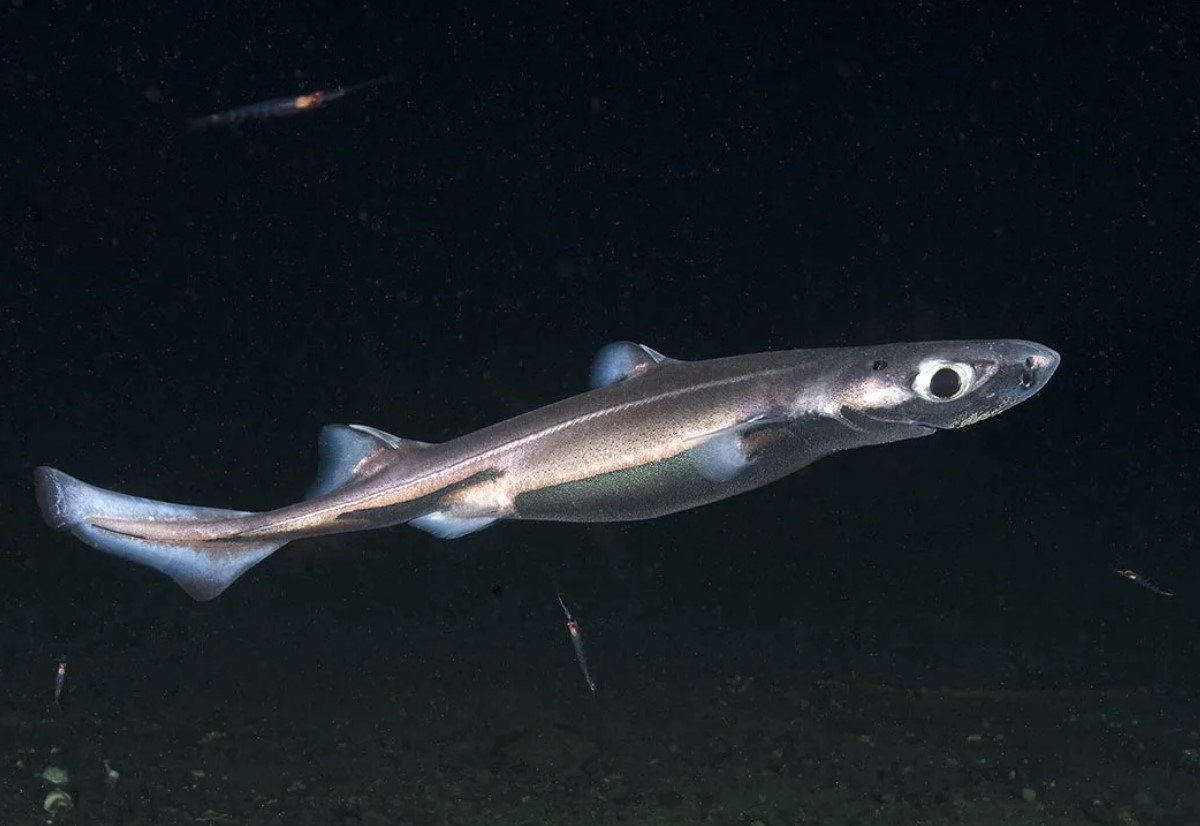 Euprotomicrus bispinatus 5