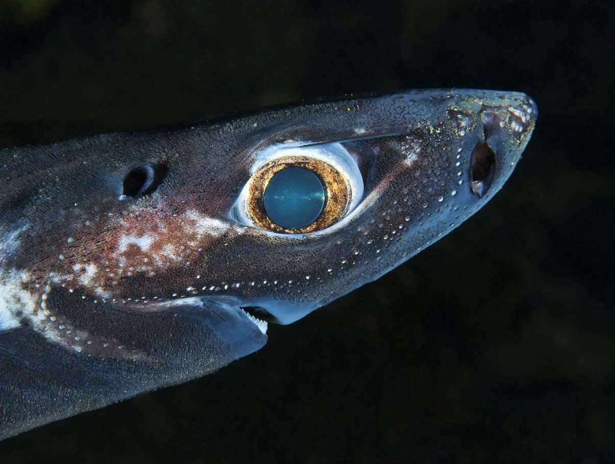 Spøgelseshajer i fare: ny forskning afslører trussel mod 30 arter