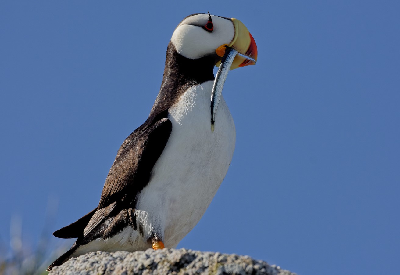 Hornet lunder: lundens 'søster'