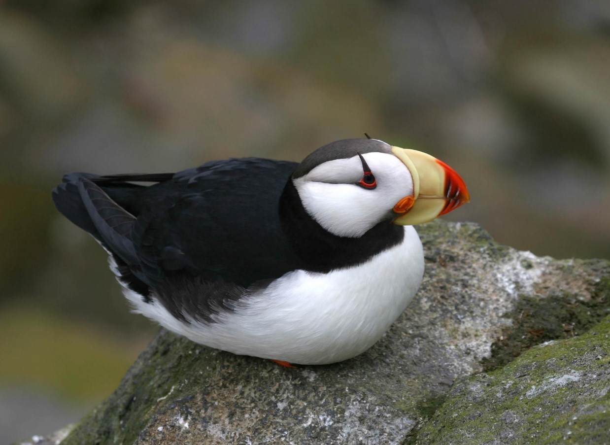 Fratercula corniculata