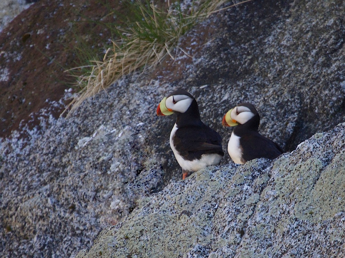 Fratercula corniculata