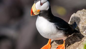 Hornet lunder: lundens 'søster'