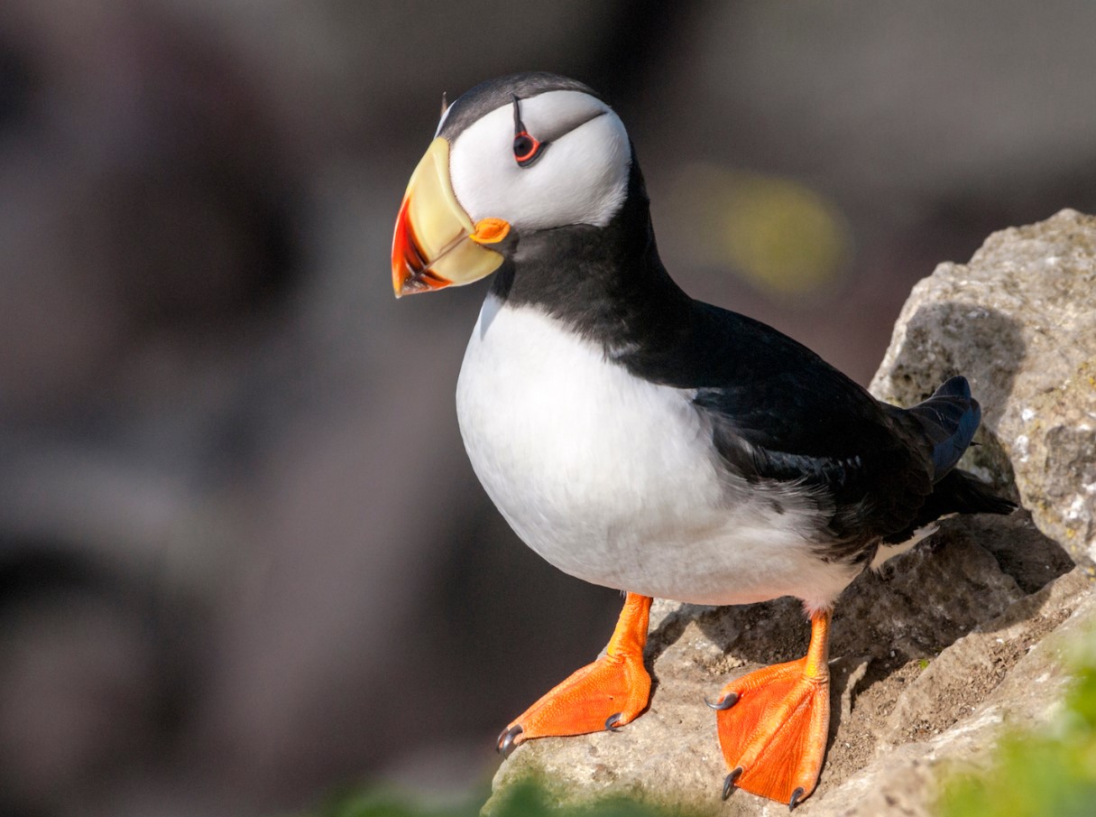 Hornet lunder: lundens 'søster'
