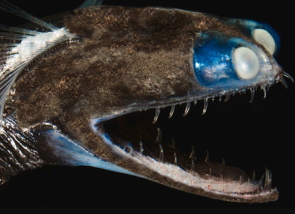 Flyt dig, fodboldfisk – denne dybhavsfreak er måske det mest forbandede væsen i havet