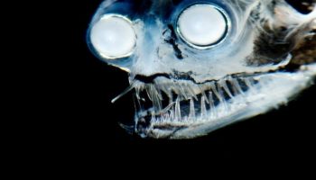 Flyt dig, fodboldfisk – denne dybhavsfreak er måske det mest forbandede væsen i havet