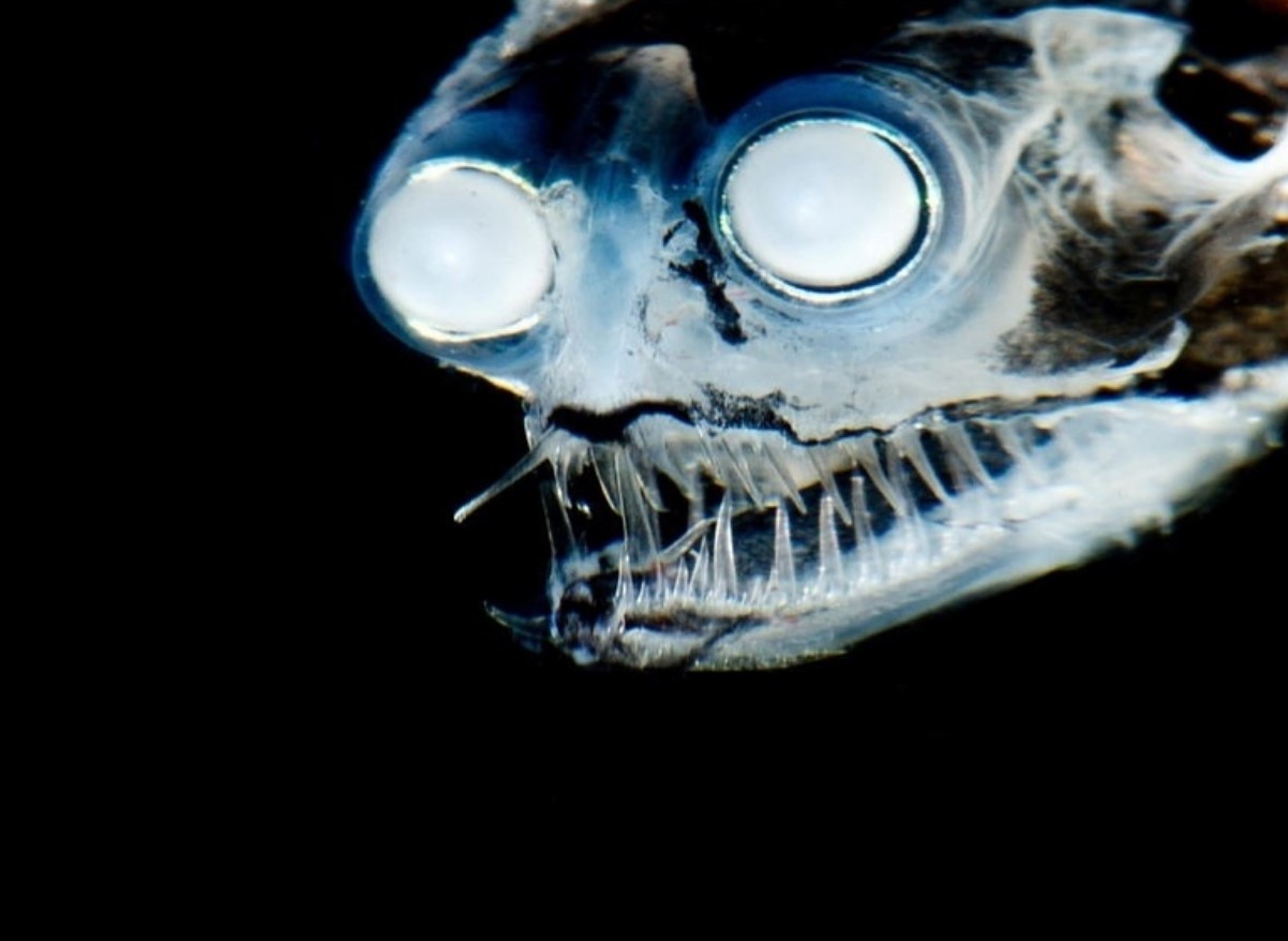 Flyt dig, fodboldfisk – denne dybhavsfreak er måske det mest forbandede væsen i havet