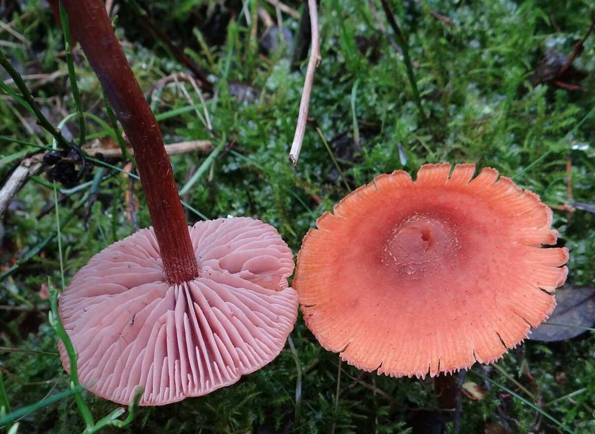 En lille svamp eller et hemmeligt underjordisk rovdyr