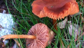 En lille svamp eller et hemmeligt underjordisk rovdyr