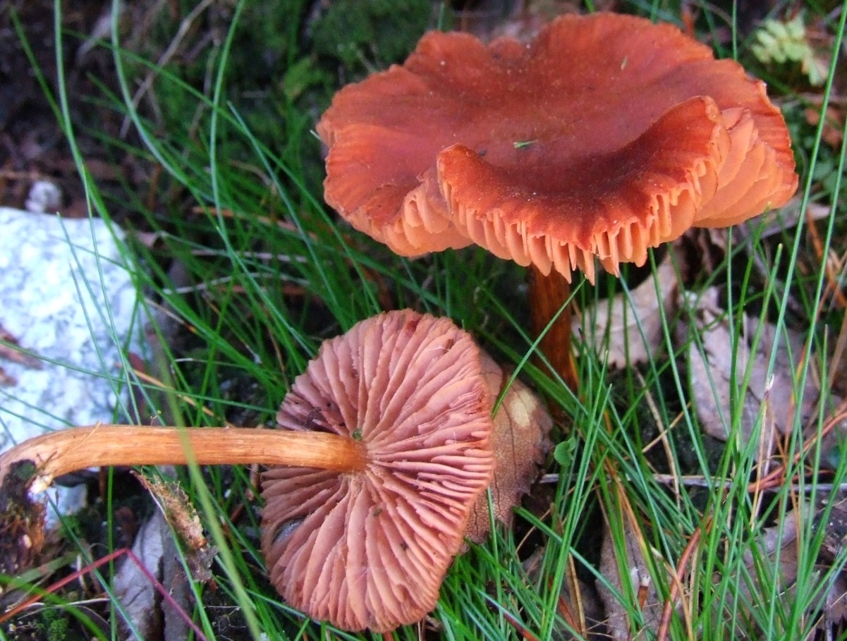 En lille svamp eller et hemmeligt underjordisk rovdyr