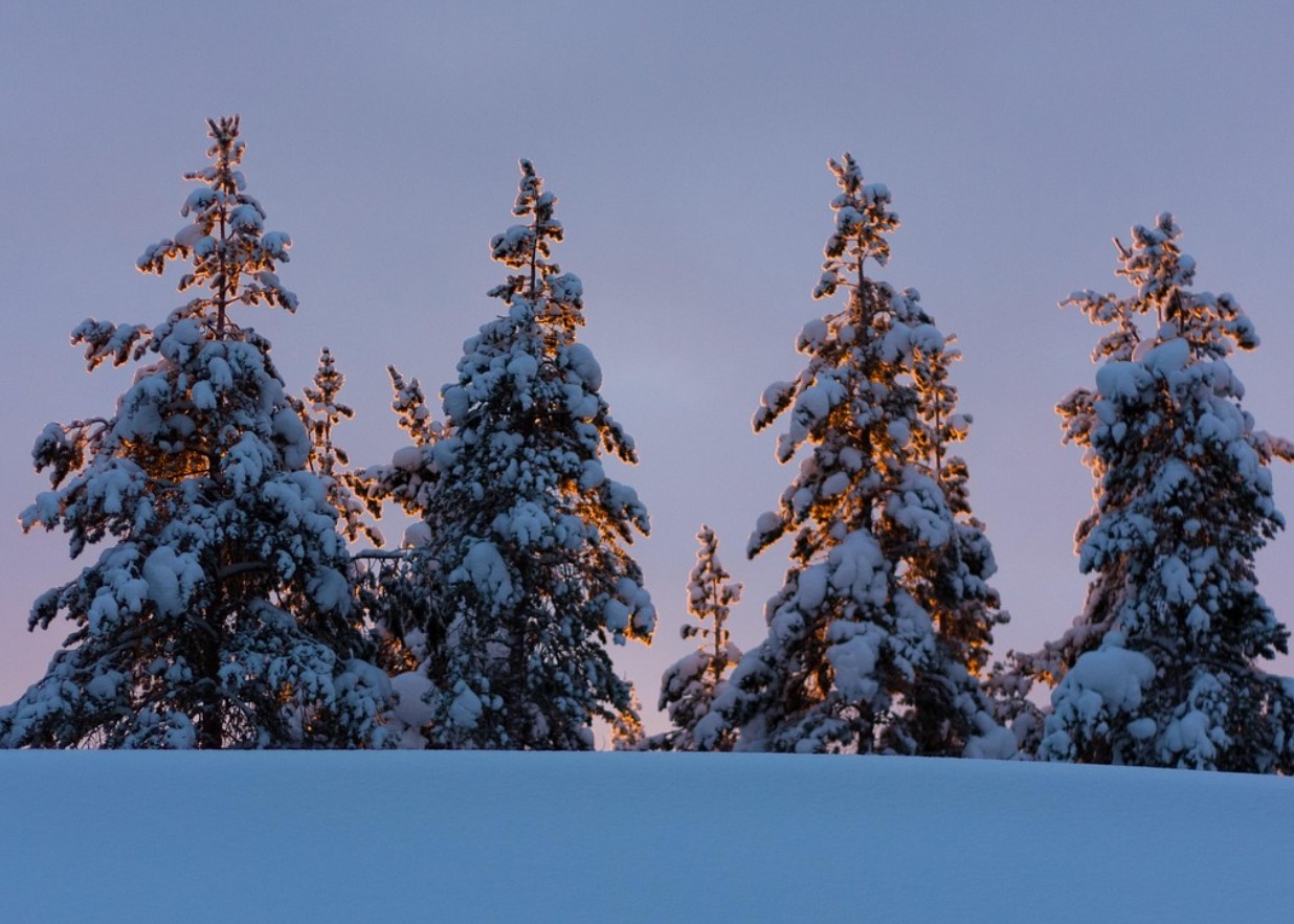 Guld vokser bogstaveligt talt på juletræer i Lapland
