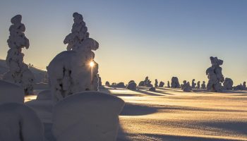 Guld vokser bogstaveligt talt på juletræer i Lapland