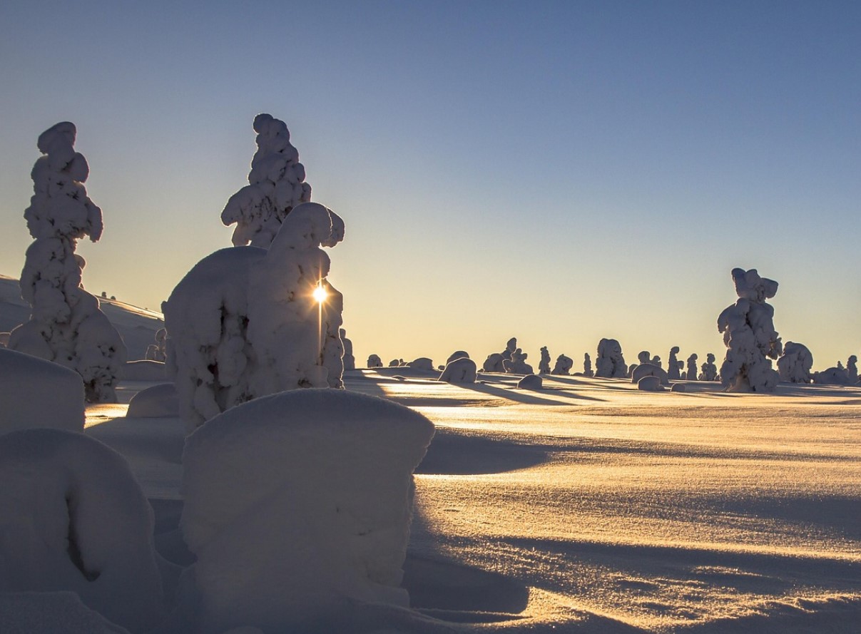 Guld vokser bogstaveligt talt på juletræer i Lapland