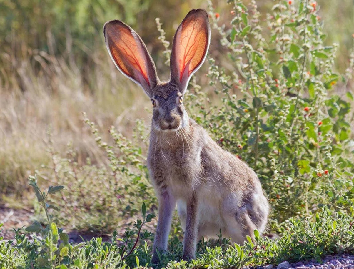 Dette er ikke Photoshop eller en joke fra genetiske ingeniører