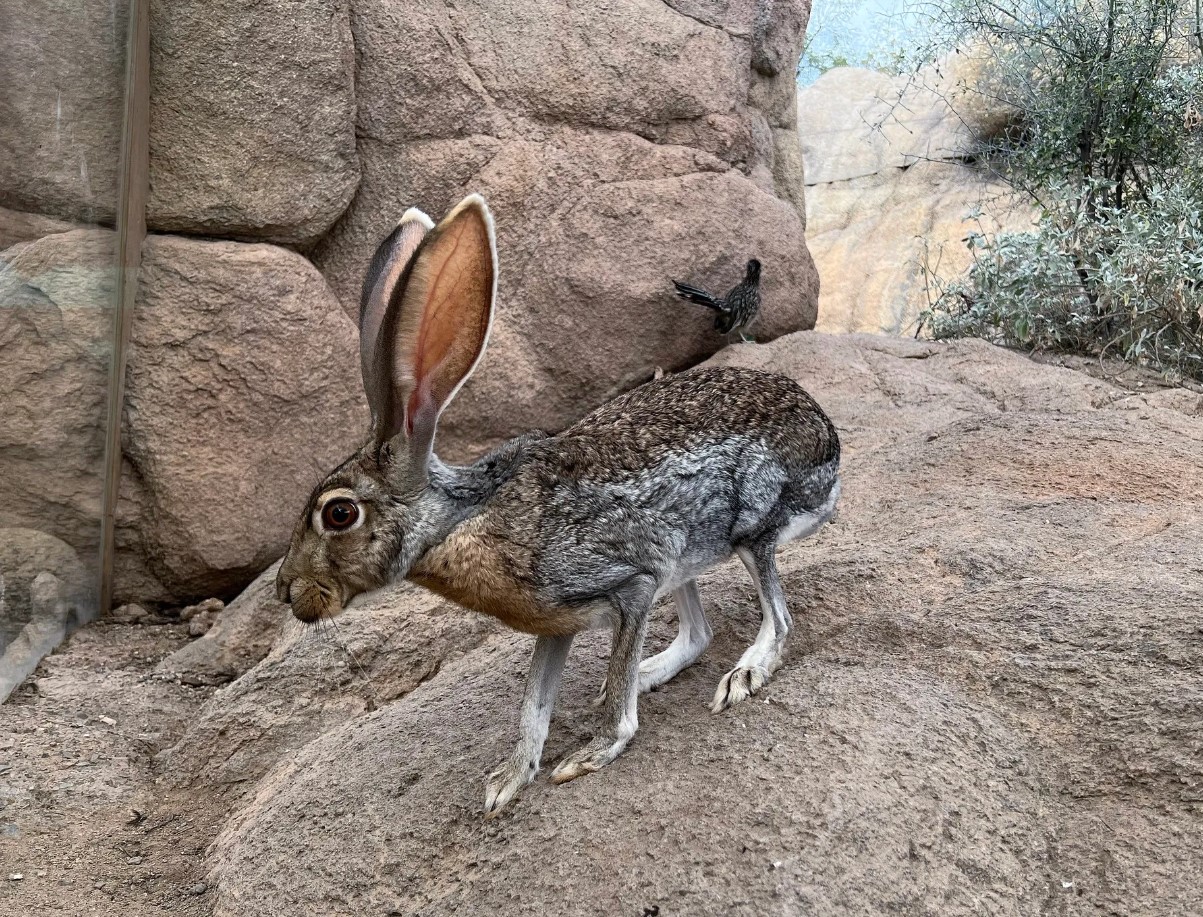 Lepus alleni