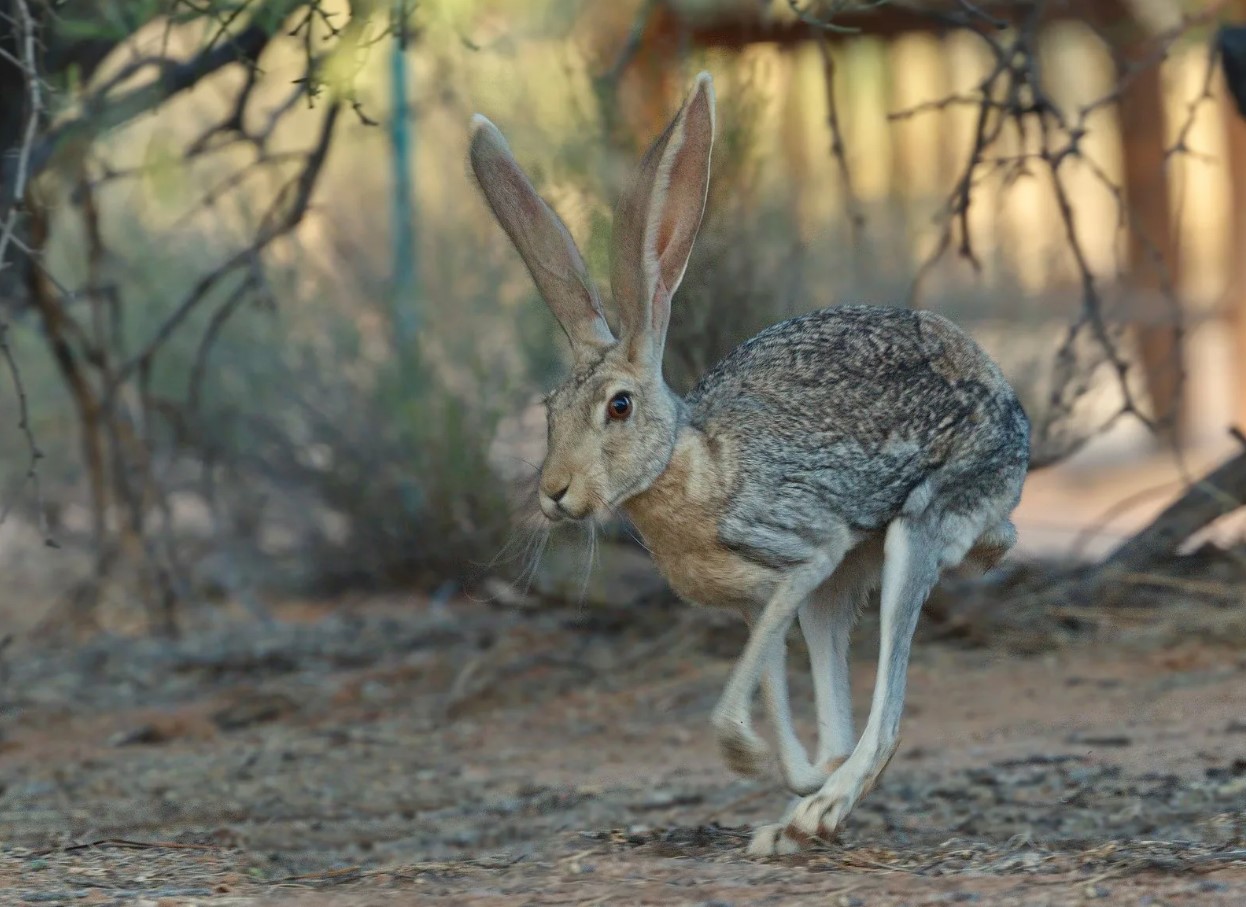 Lepus alleni