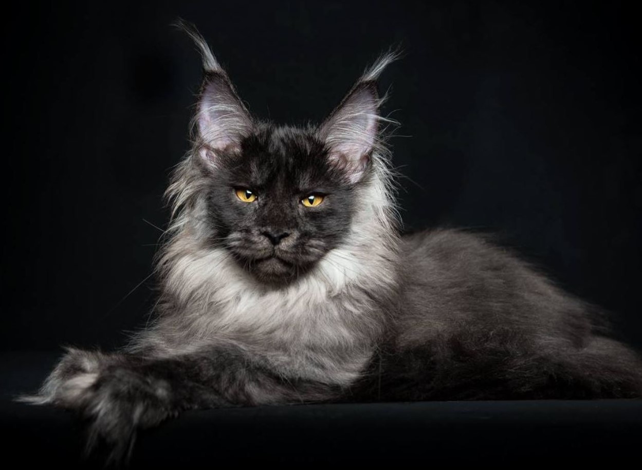 Sød i udseende, nådesløs i handling: katte, der fungerer bedre end fælder — ikke en eneste rotte vil undslippe