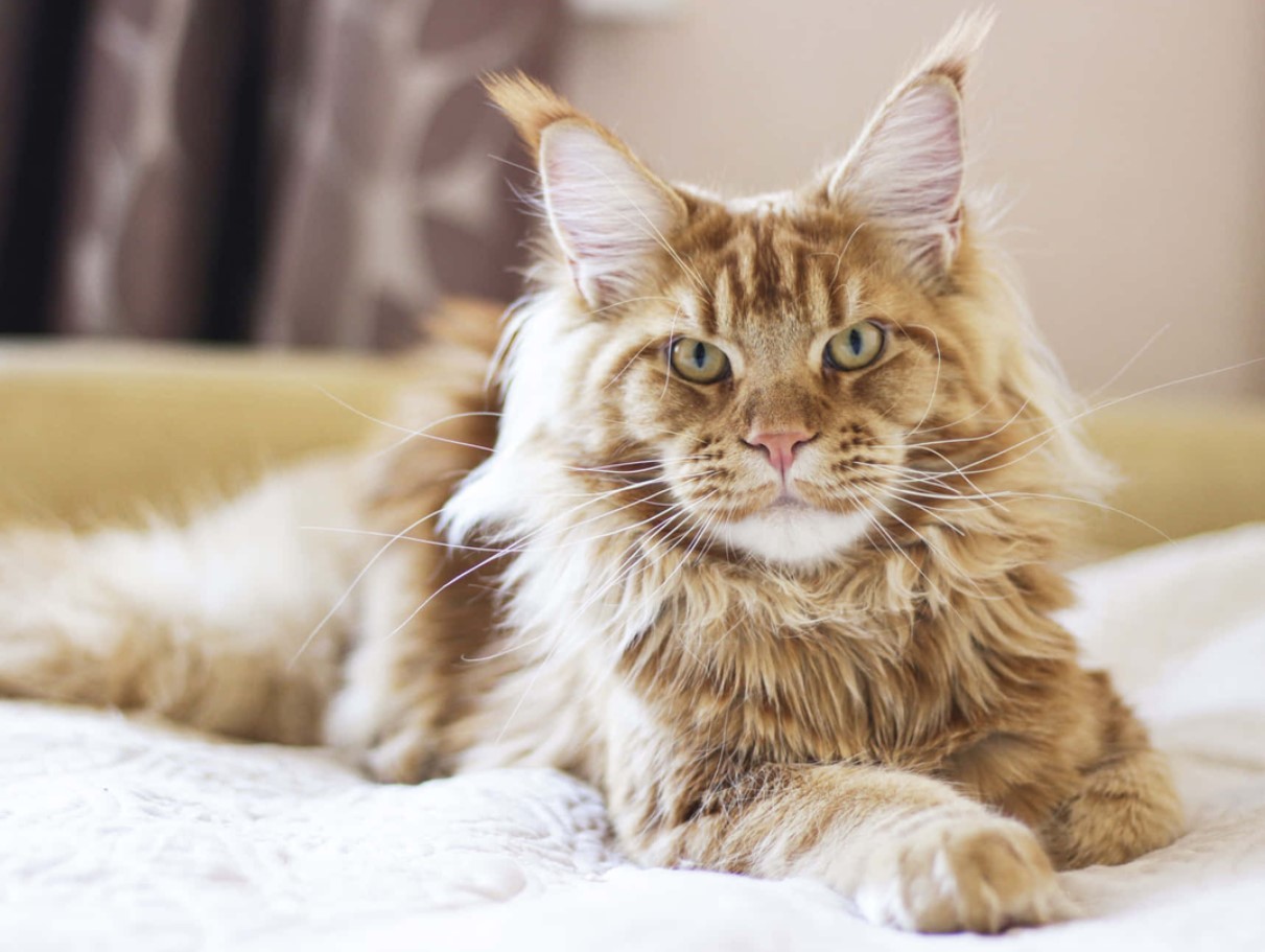 Sød i udseende, nådesløs i handling: katte, der fungerer bedre end fælder — ikke en eneste rotte vil undslippe