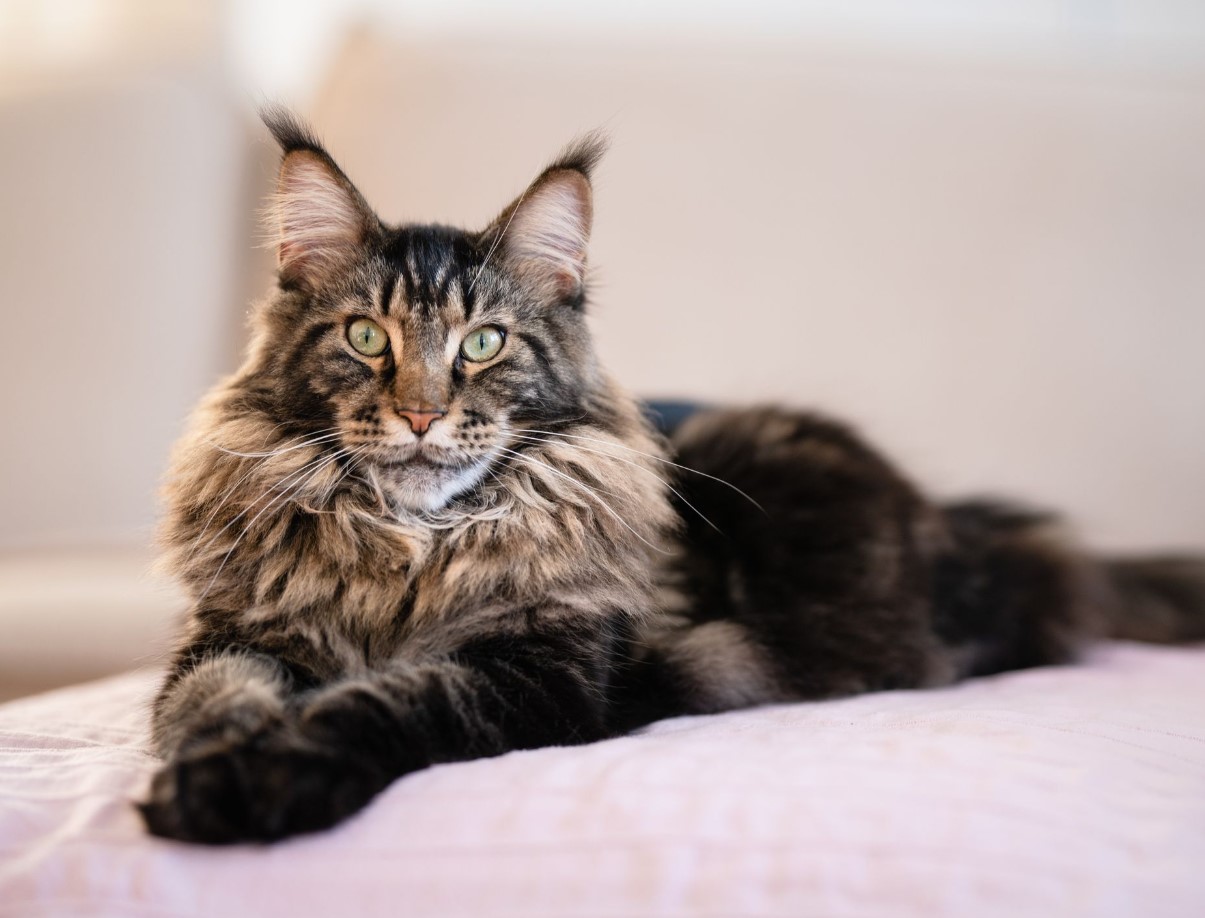 Maine Coon