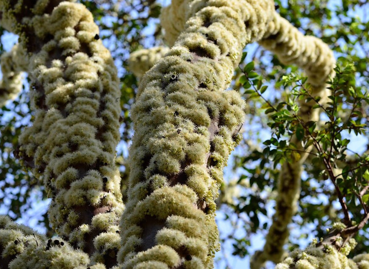 Det sorte kaviar-træ eller brasilianske druetræ