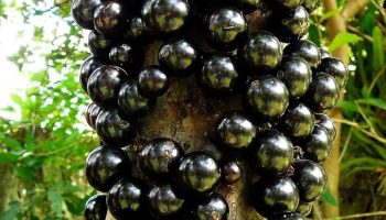 Det sorte kaviar-træ eller brasilianske druetræ