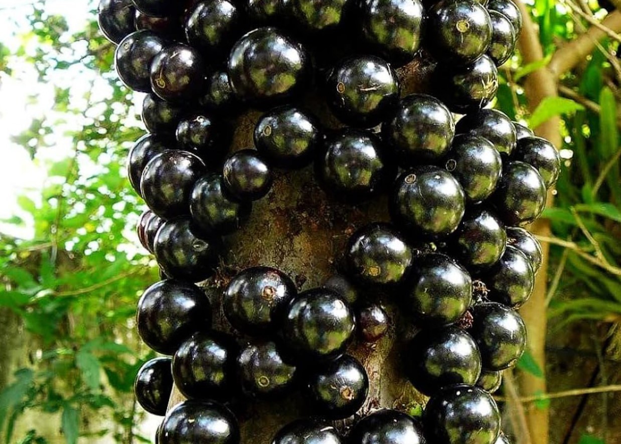 Det sorte kaviar-træ eller brasilianske druetræ
