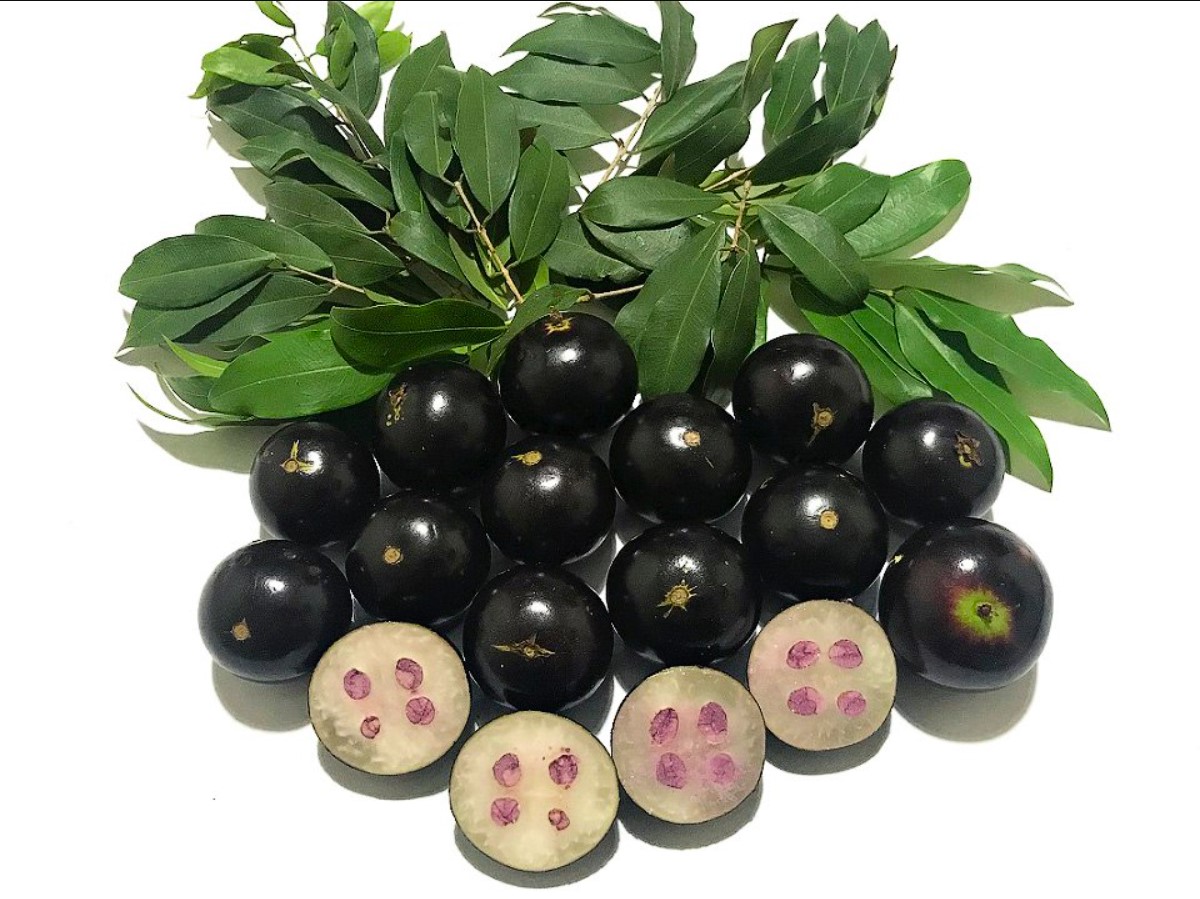 Det sorte kaviar-træ eller brasilianske druetræ