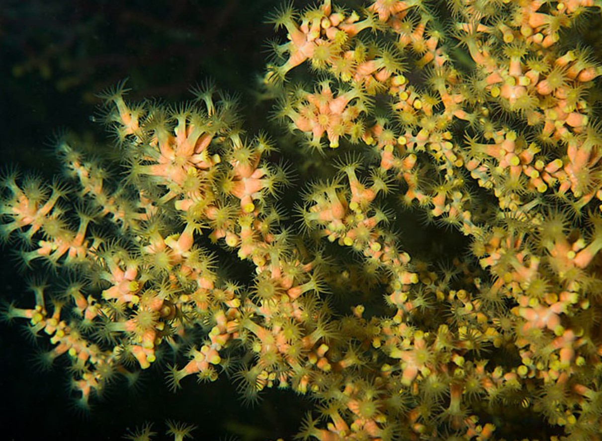 Mød det længstlevende dyr på Jorden