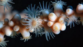 Mød det længstlevende dyr på Jorden