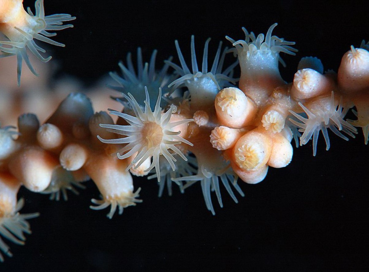 Mød det længstlevende dyr på Jorden