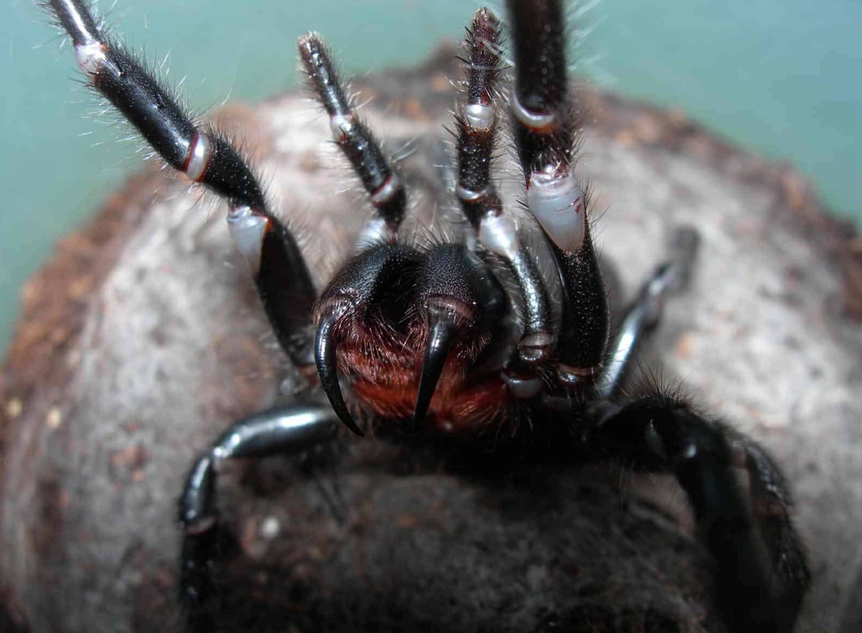 Den dræber på få timer, men er blevet en redningsmand: den fantastiske historie om verdens farligste edderkop