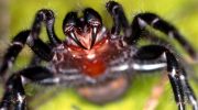 Den dræber på få timer, men er blevet en redningsmand: den fantastiske historie om verdens farligste edderkop